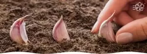 Как правильно сажать озимый чеснок осенью: советы и рекомендации