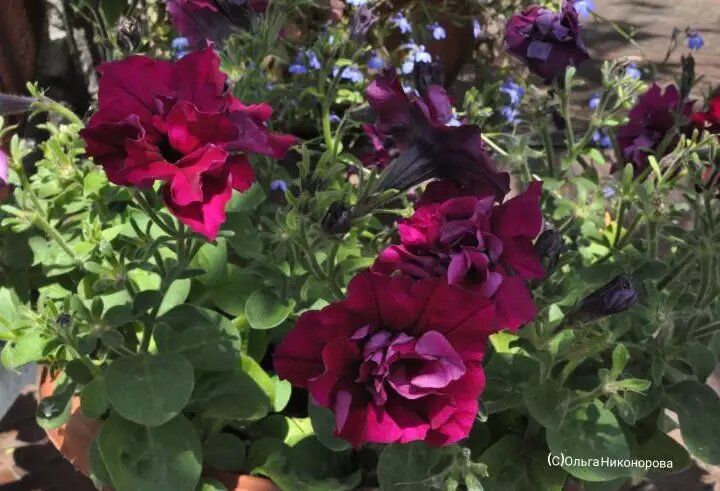 ��������� ������������ �������: ������� ������� ��������