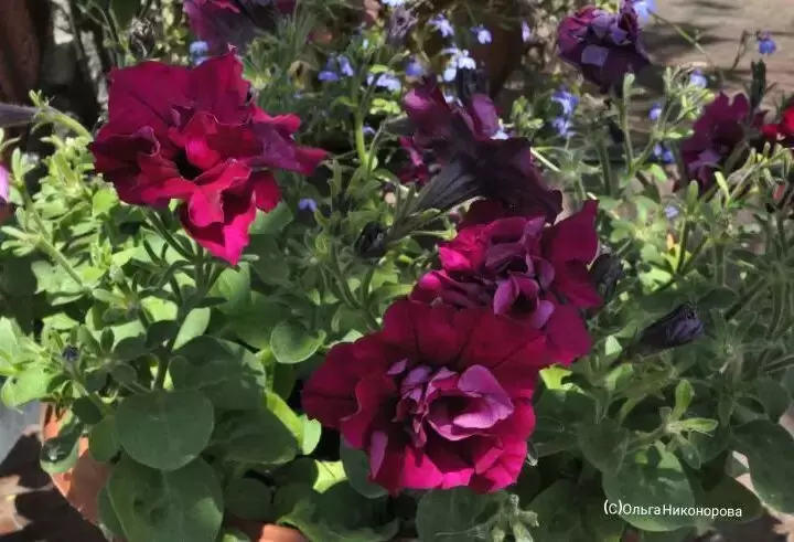 Искусство прищипывания петуний: секреты пышного цветения