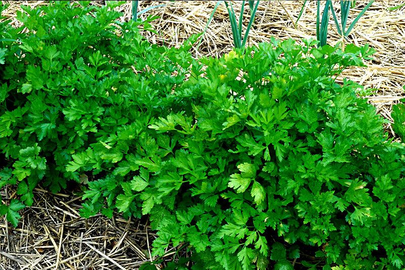 ��� ��������� ��������� ��������: ������ ��� ������� ��������