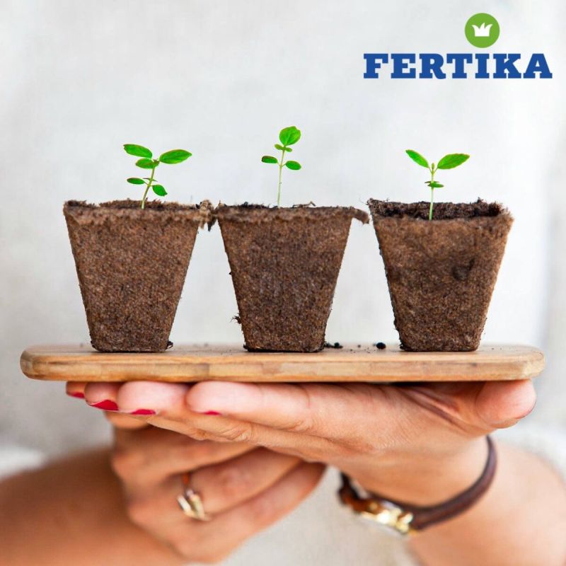 ����-������ �� �����������: ������ ������ �� ����� �����