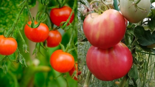 ��� ���� ����������� ���� ��������� ������� ������ � ��������������