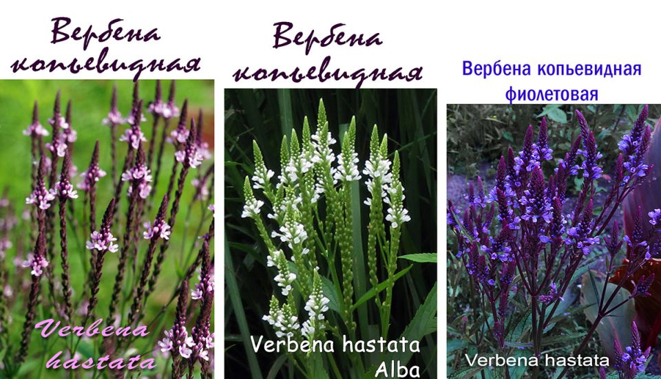 ��������� ������: ���������� �������� ��� ������ ����