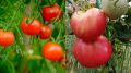 Как один проверенный сорт помидоров изменил подход к огородничеству