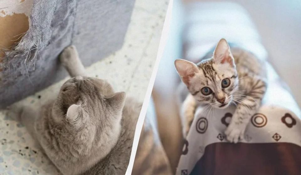 ����������� ������, ����� ������� ���� ����� ���� � ������