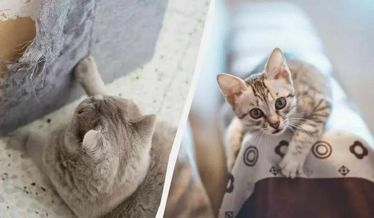 Эффективные методы, чтобы отучить кота рвать обои и мебель