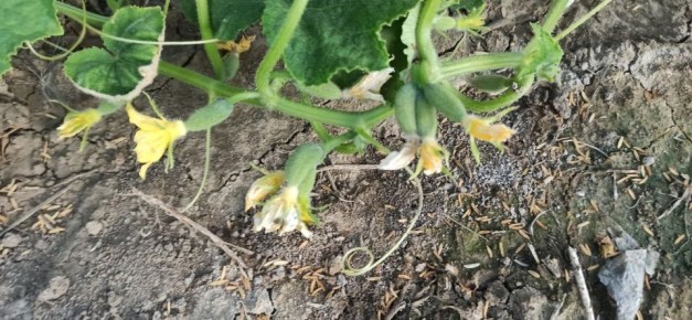 Секреты отличного урожая: молоко и йод на помощь