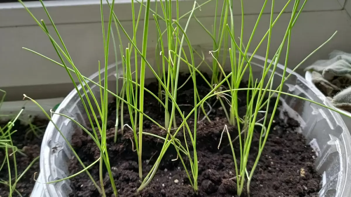 Как опилки стали альтернативой земле в выращивании зеленого лука