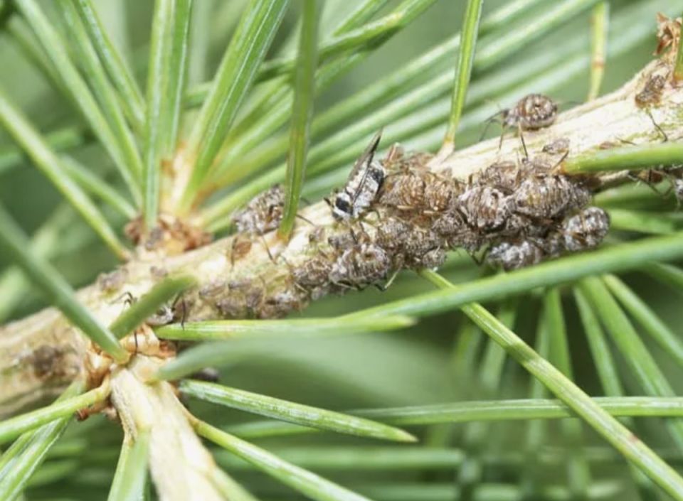 ���� � ������ ������� �������� �� ����������