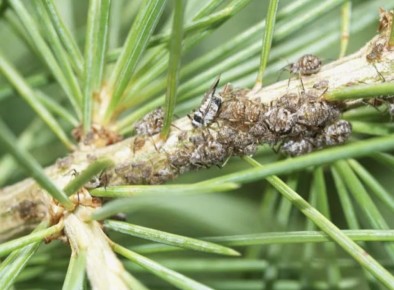 ���� � ������ ������� �������� �� ����������