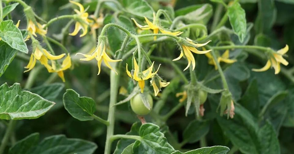 ��� ���������� �������� ������ ������� � �������: ������� �������� � ������