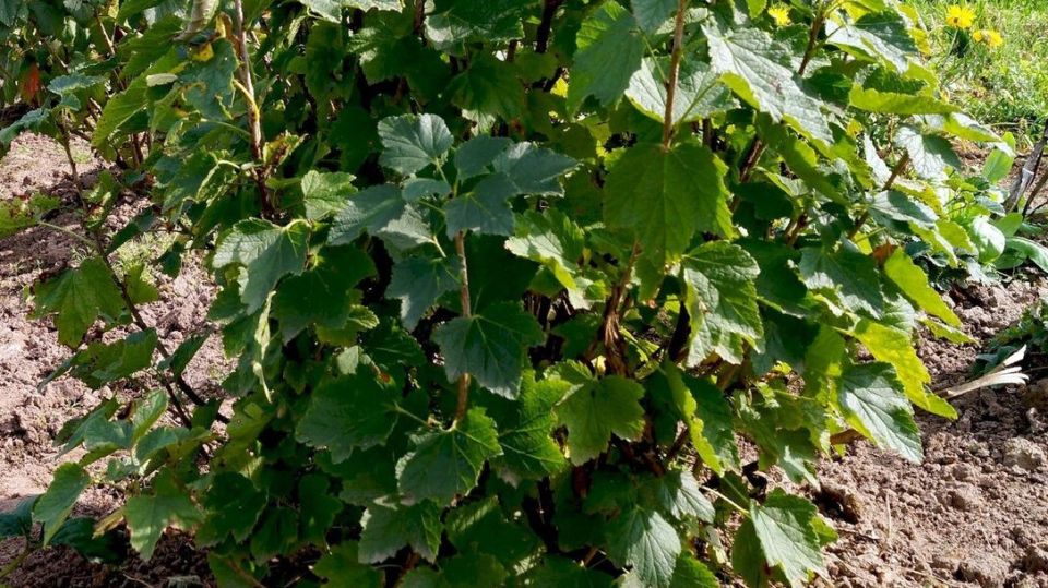 ��� ������� ��������� �������� ����� �� ����� � ������� ������� ����������� �������