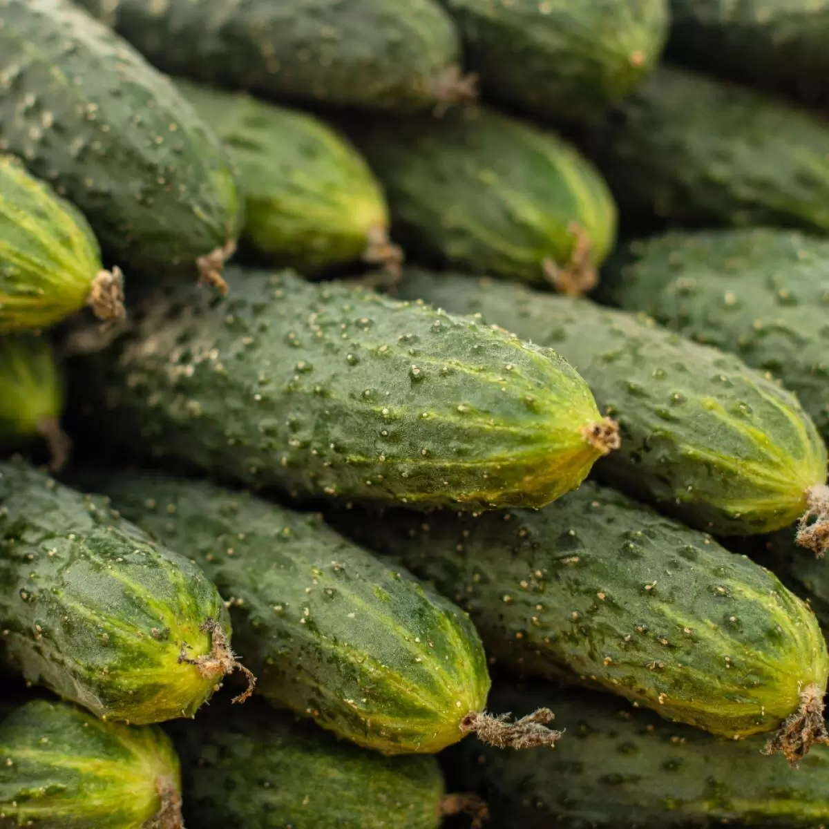 Как избавиться от пятен на огурцах: советы для успешного урожая