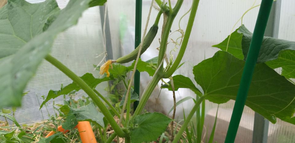 ��� ������ ��������� ������: �������� ������ ��� ���������