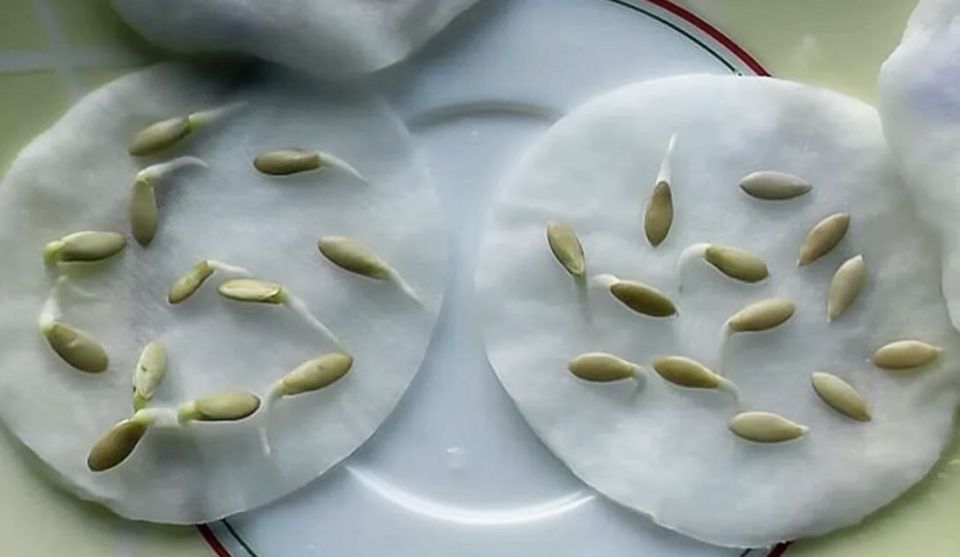 ������� �������� �����: ��� ��������� �� ��������� ������, ��� ������� �� ��������