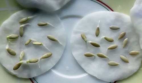 Секреты хранения семян: как сохранить их всхожесть дольше, чем указано на упаковке