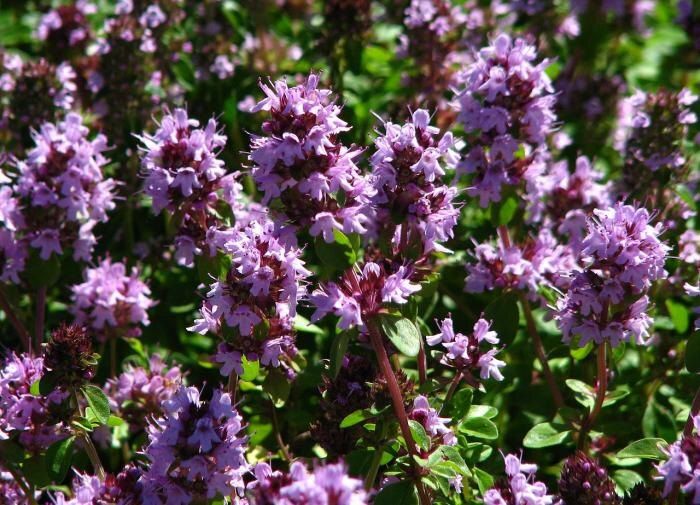 ��� ������� ��������� ������ ������: ������� ������ ��� ��������