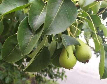 Летние груши: разнообразие и сладость, которыми можно наслаждаться уже сегодня