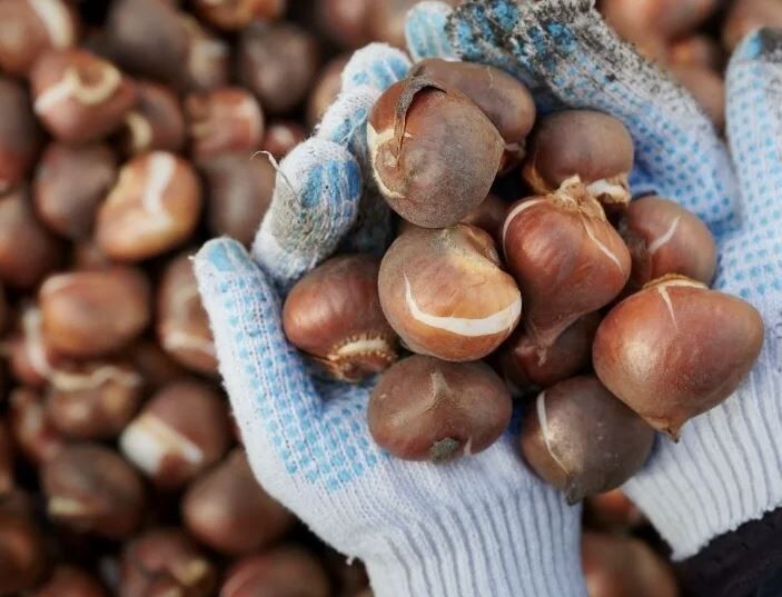 ��� ��������� �������� �� �����: ������� ������ ��� ����������