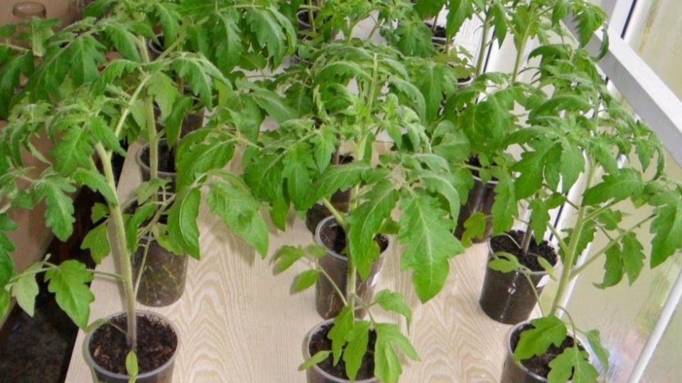 ��� ���������� ������� ������: ������������ ����� ��� ������� ������