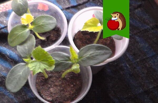 ������ ������� ������� ������� � ��� ��� ���������