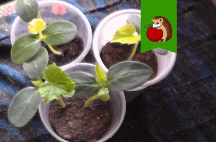 Почему желтеет рассада огурцов и как это исправить