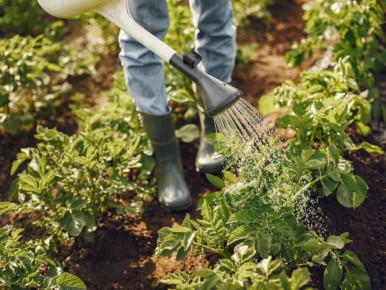 Секреты борьбы с муравьями: как нашатырный спирт спасает растения