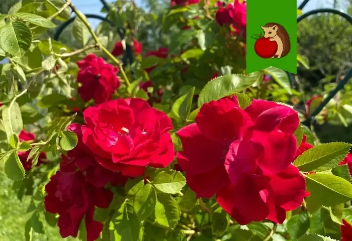 Как выбрать соседи для роз: растения, которые могут испортить цветник