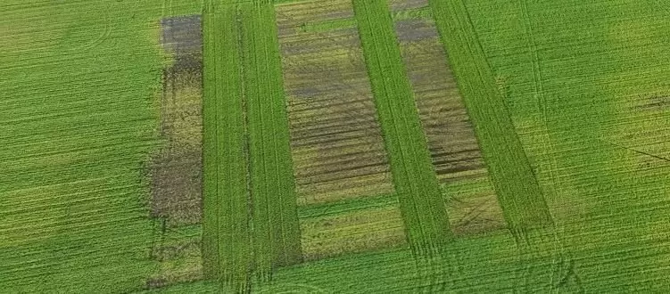 Как современное исследование меняет подход к азотному питанию репчатого лука