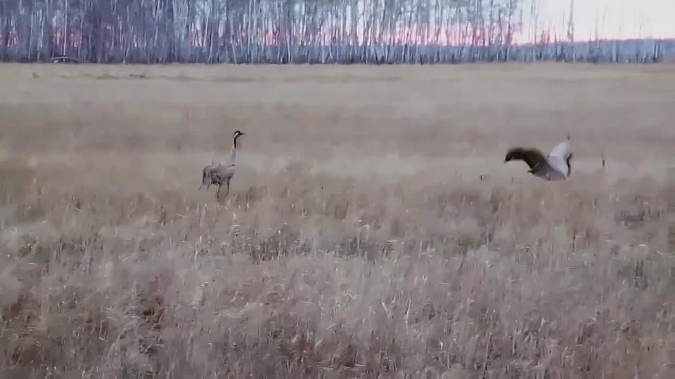 � ������ ������� ������� ��������� �����