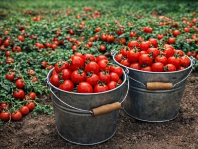 Выносливые томаты: как выбрать сорт, который не подведет