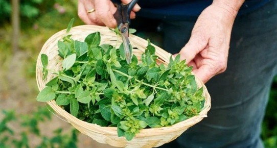 Душица обыкновенная: природное богатство для здоровья и кухни