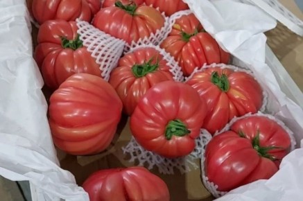 Калининград остановил ввоз 24 тонн зараженных томатов из Турции