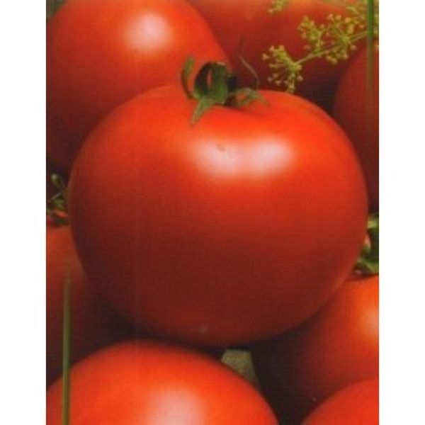 ����� �������: ������ ����� � ��������� � �������� ��������