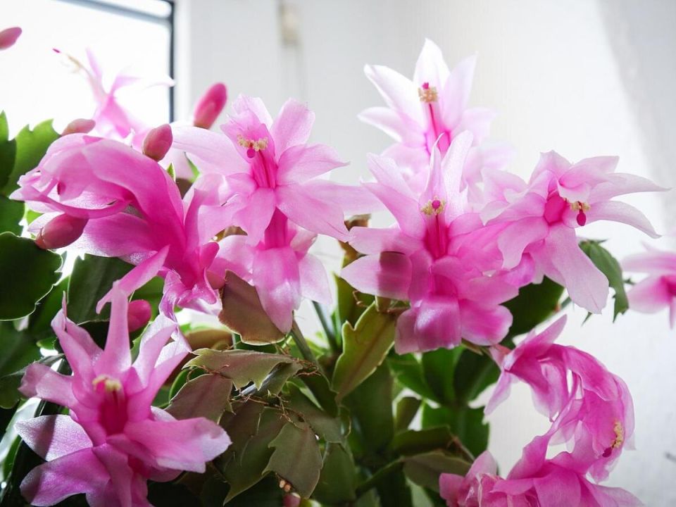 ��� ������� ��������� ������������: ������� �������� ��������