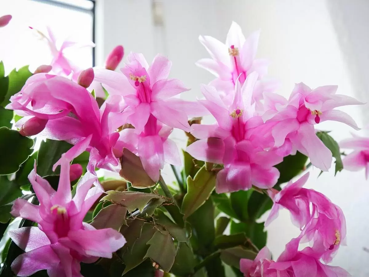 Как сделать декабрист рекордсменом: секреты тройного цветения