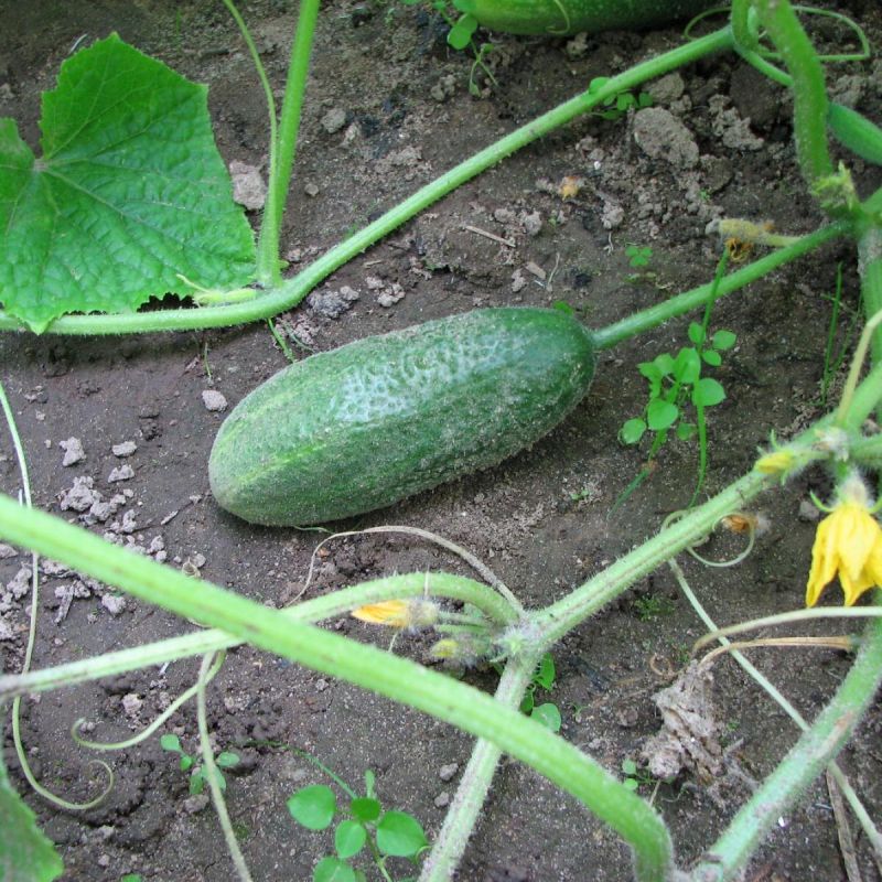 ����� ������������������ �������: ��� ��������� ������� � ��������� �����