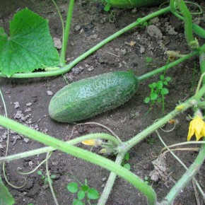 ����� ������������������ �������: ��� ��������� ������� � ��������� �����