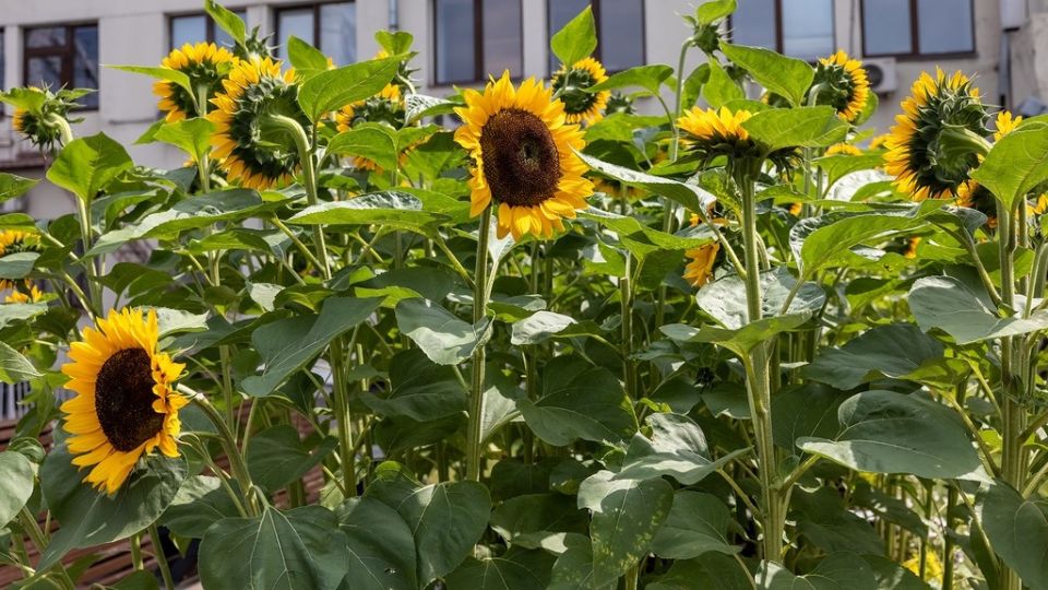 ��������� ������� �� ������ �������������: ����� ������ �� ������������ �������