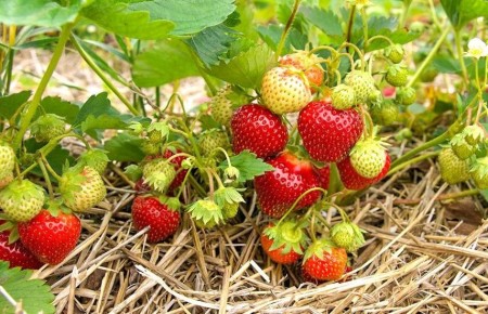 ��������� ��������: ������ ���������� � ������� �� ������