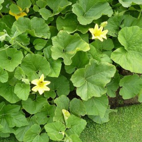 ������� ����� ������� � ��������� �������