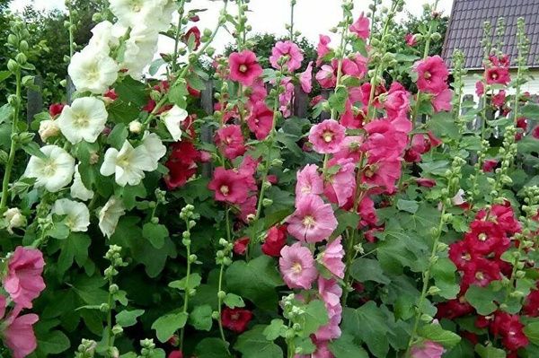 ��� ���������� ���������� � ������������: ������� ��������� ����