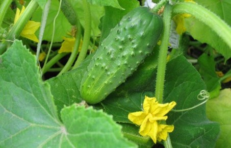 ��� ������� �������� ������ ������ �� �������