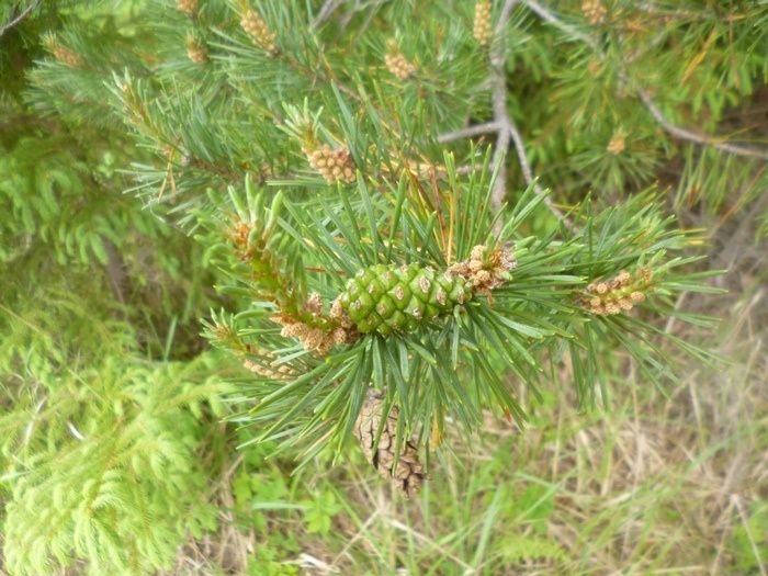 �������� �������: ��� ������� � ����������� ���������� ���������