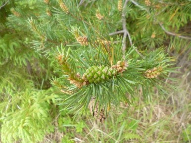 �������� �������: ��� ������� � ����������� ���������� ���������