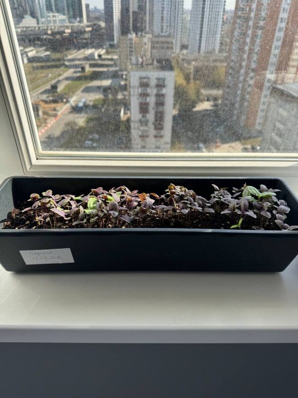 ������ �� ������: ��� ���������� ���� ������ ������������ ������ ����� �� �����������