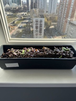 ������ �� ������: ��� ���������� ���� ������ ������������ ������ ����� �� �����������