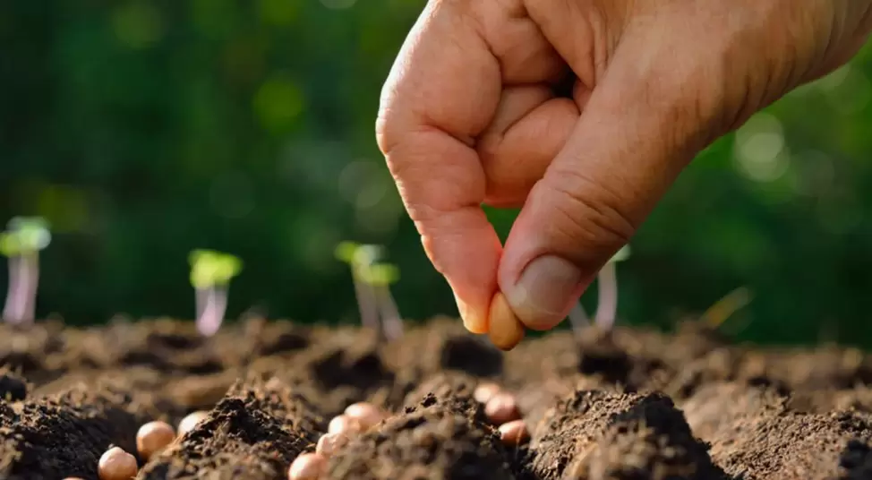 Посевной календарь на апрель 2026: когда и что сажать весной