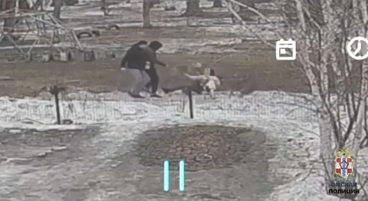 В отделе полиции № 11 УМВД России по городу Омску возбуждено уголовное дело по обращению 35-летней омички о причинении ей телесных повреждений во время выгула собак