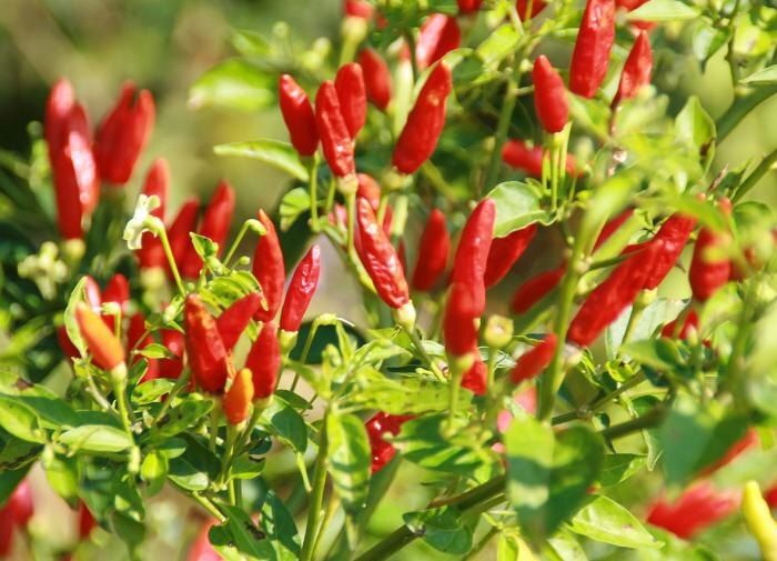 ���� ����������� ������ ��� ������ �����: ��� ��������� ������